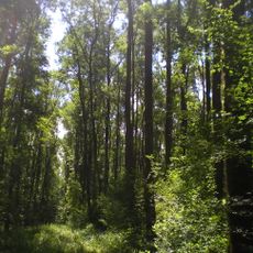 Velykodobronskyi Reserve