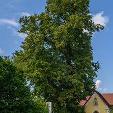 Kapellenlinden von Ruhsam