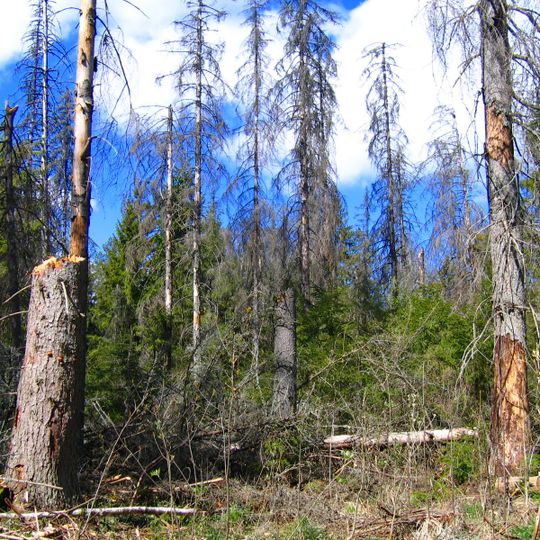 Nature reserve Wysokie Bagno