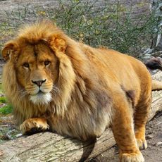 Parc animalier de Casteil