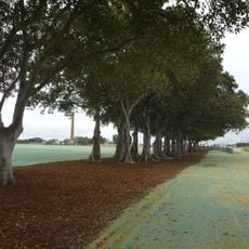 Moreton Bay Fig Trees