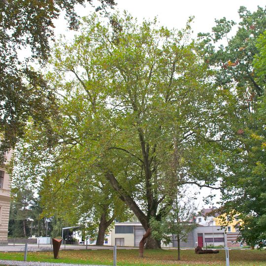 Zwei Platanen am Gerichtsgebäude von Ried