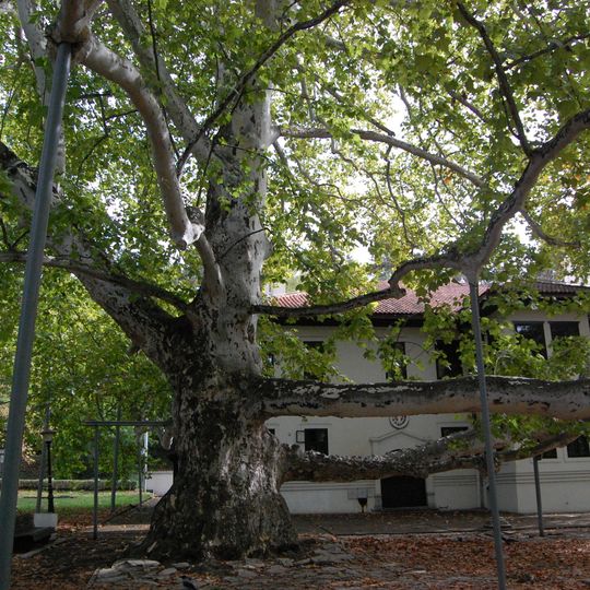 London Plane near Miloš's guesthouse