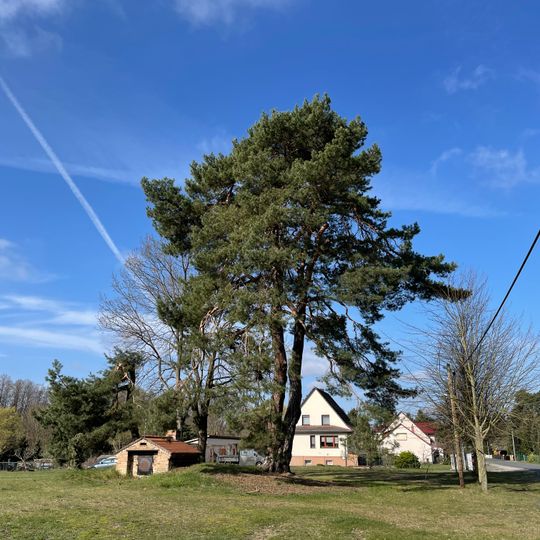 Naturdenkmal Waldkiefer Sputendorfer Straße 84, Flur 1, Flurstück 766/1 in Groß Köris