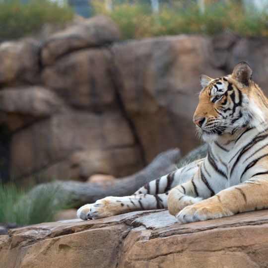 Mike the Tiger