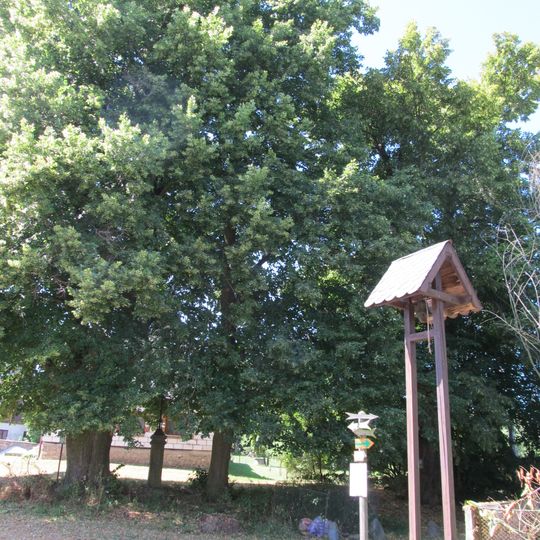 Skupina velkolistých lip ve Sluhově