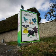 Irish Wildflowers