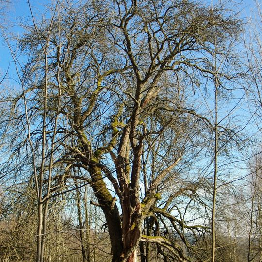 Zelenohorská hruška