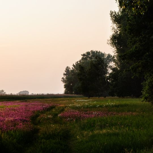 Bucher Brack–Bölsdorfer Haken