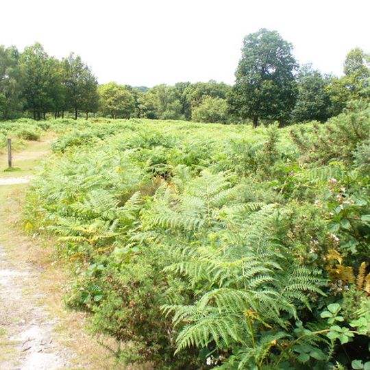 Mole Gap to Reigate Escarpment