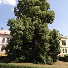 Lípa Svobody