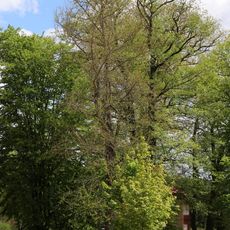 Black alder in Rochlitz