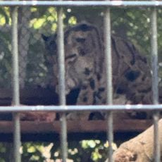 Clouded Leopard