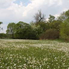 Mokřiny u Vomáčků