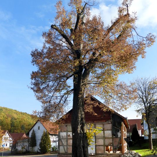 Angerlinde in Bernsdorf