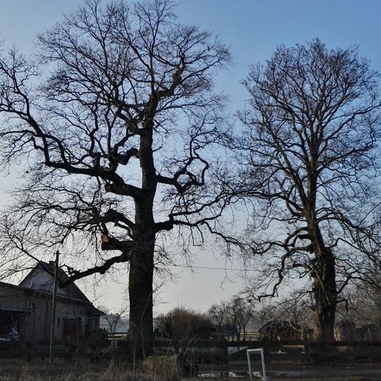 Naturdenkmal Eiche und Buche im Friesacker Zootzen, Forststraße 1