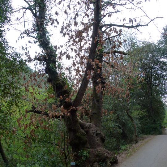 Castanyer del Ciment