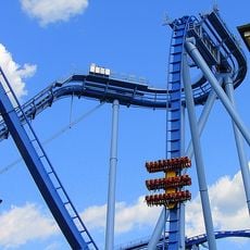 Griffon