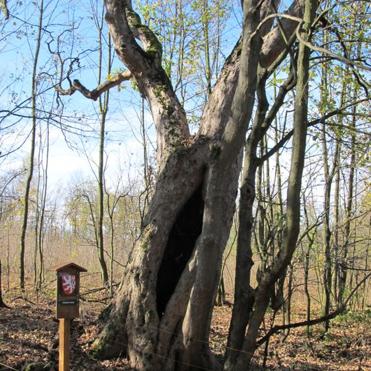 Klen na Hrachovišti