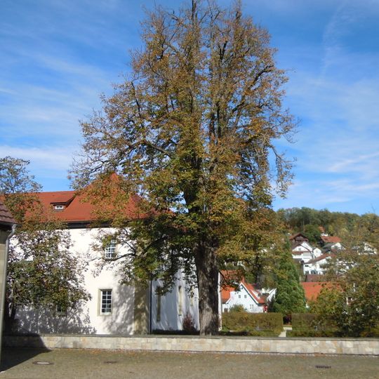 Kastanie im Schloßhof