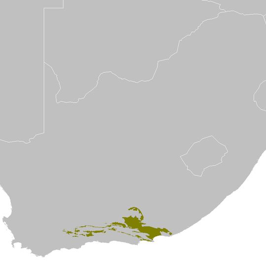 Matorral de Albany