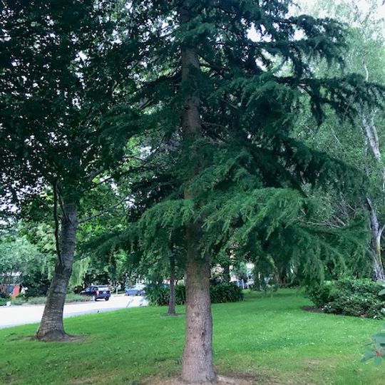 Lincoln University McAlpine cedar