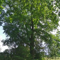 Naturdenkmal Stieleiche neben Kirche