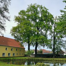 Stieleiche in Hermsdorf nordwestlich des Teichs