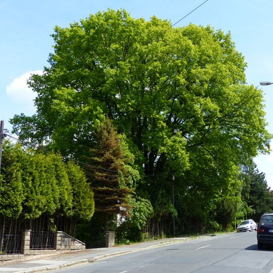Naturdenkmal Stieleiche Quohrener Straße Bühlau