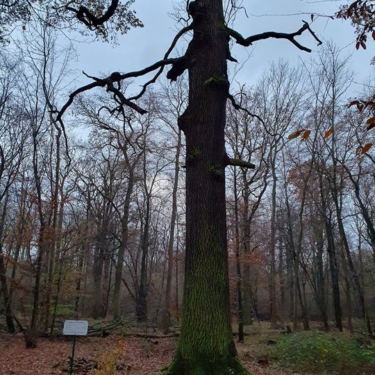 Quercus robur in Spröda forest