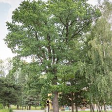 Dub u rybníčku ve Světlé Hoře