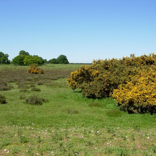 Thetford Heaths