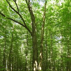 Vier-Buchen auf dem Karnberg bei Wanfried