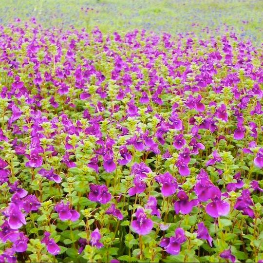 Kaas Plateau