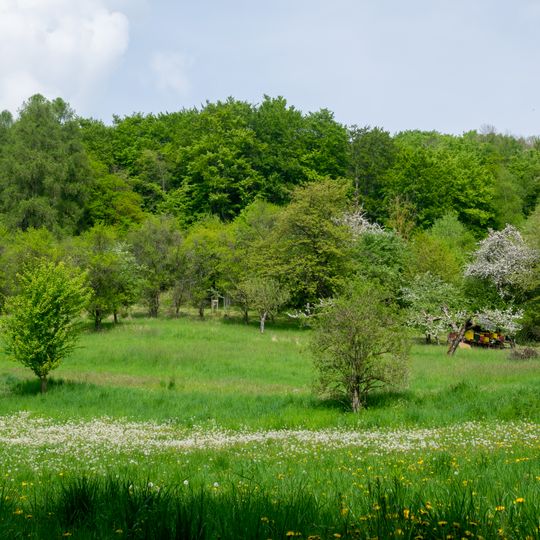 LSG-Kalkbuchenwaelder am Westhang des Hebremer Holzes