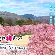 Suzuka Forest Garden