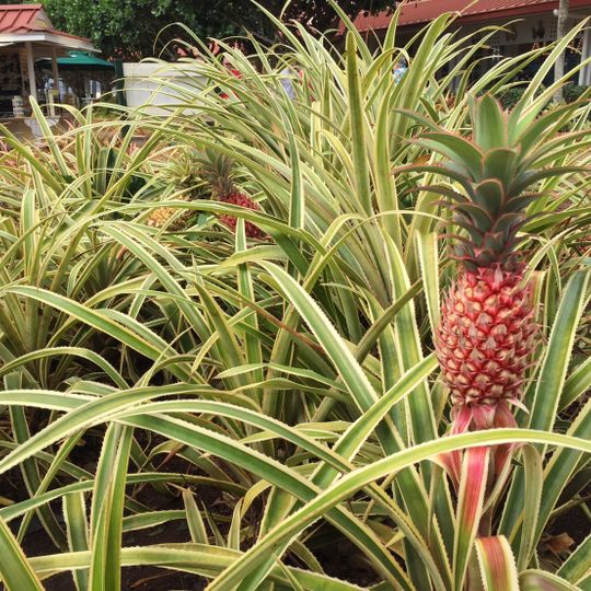 The Dole Plantation