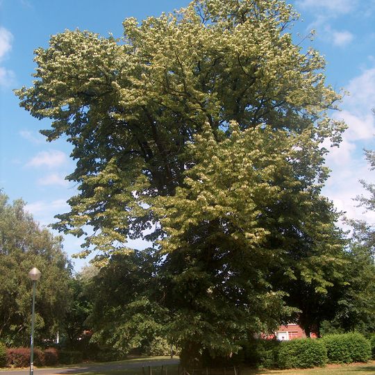 Rector Van Waeyenberghdreef