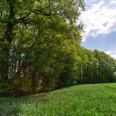 Stupperige Baumgosse