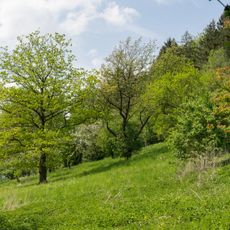 LSG-Gruenlandtal am Suedhang des Schildberges