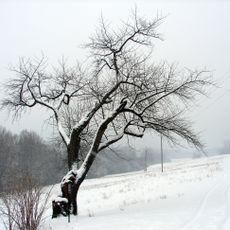 Špirudova oskeruše