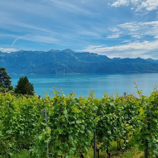 AOC Lavaux - Villette