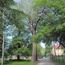 Silber-Pappel an der Hauptstraße 54