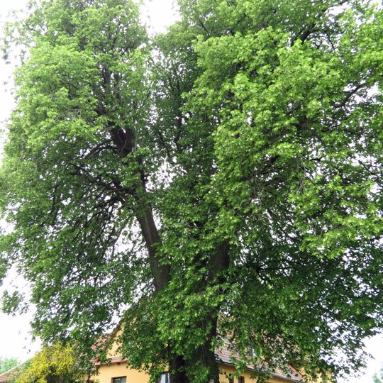 Lípa v Trpíně