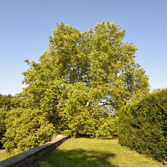 Platan javorolistý v zámeckém parku Lysá nad Labem