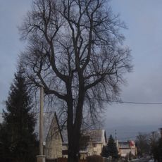 Podještědská lípa