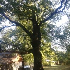 Dub zimní u Vavřového