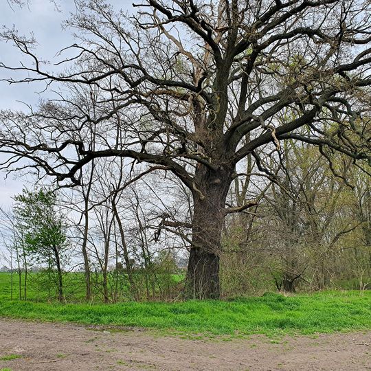 Quercus near Zschölkau