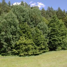 Naturschutzgebiet Schwarzenbachsgrund bei Grebenau