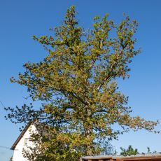 Flaum-Eiche Wechselburg